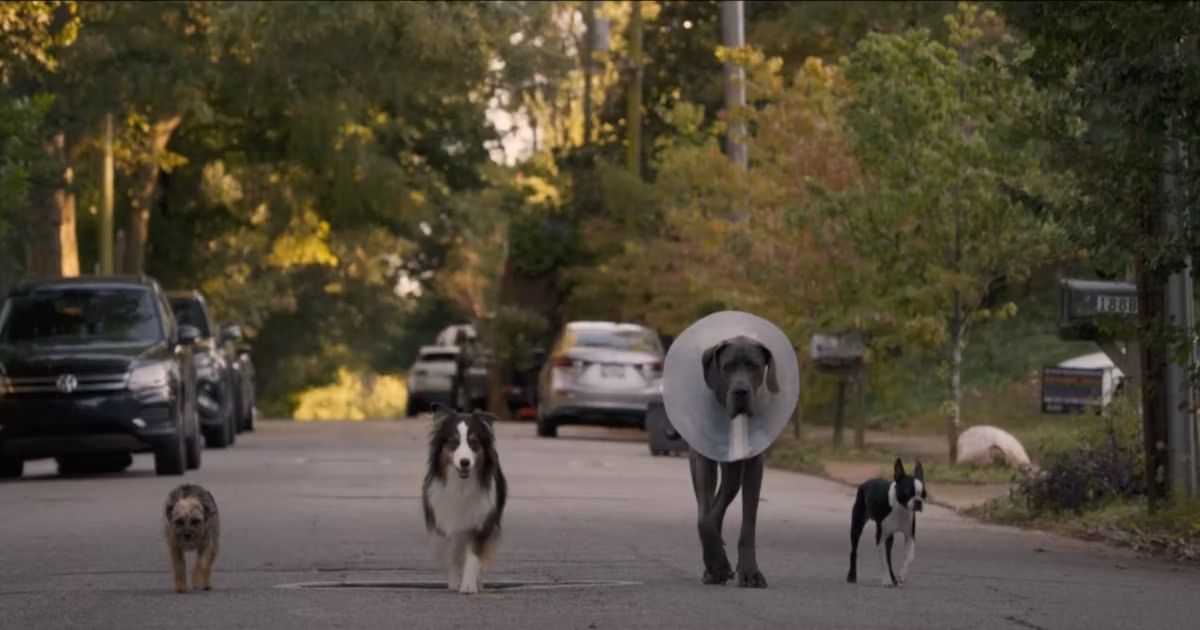 Dogs in Strays (2023)